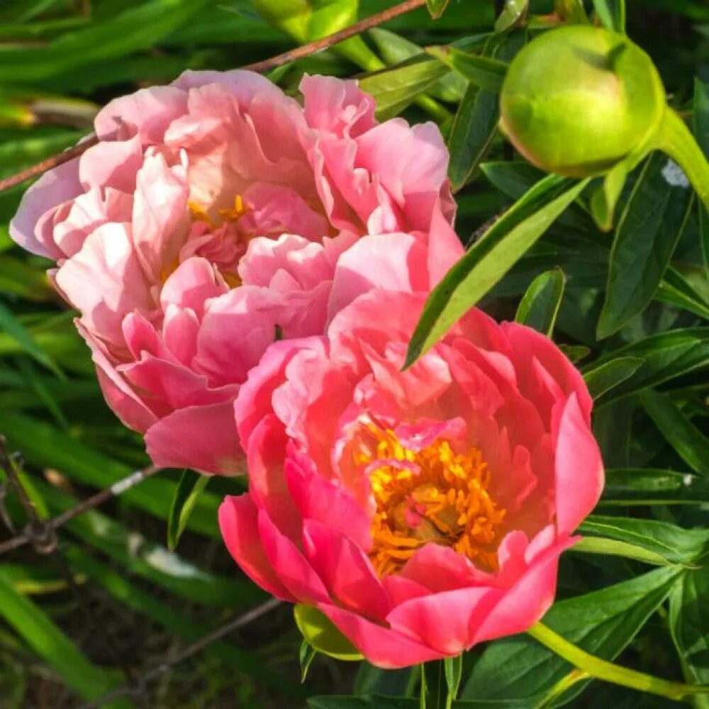 Пион пинк гавайи фото Пион Pink Hawaiian Coral (Пинк Хаваян Корал) купить саженцы почтой из питомника 