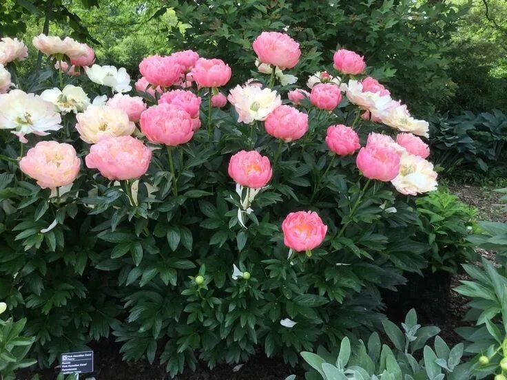 Пион пинк гавайи фото Photo of Peony (Paeonia 'Pink Hawaiian Coral') uploaded by LizinElizabeth Planti