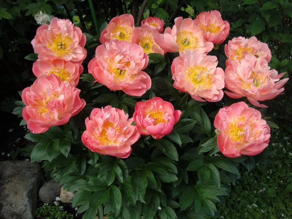 Пион пинк гавайи фото Пионы с открытой корневой системой Пион молочноцветковый Pink Hawaiian Coral ОКС