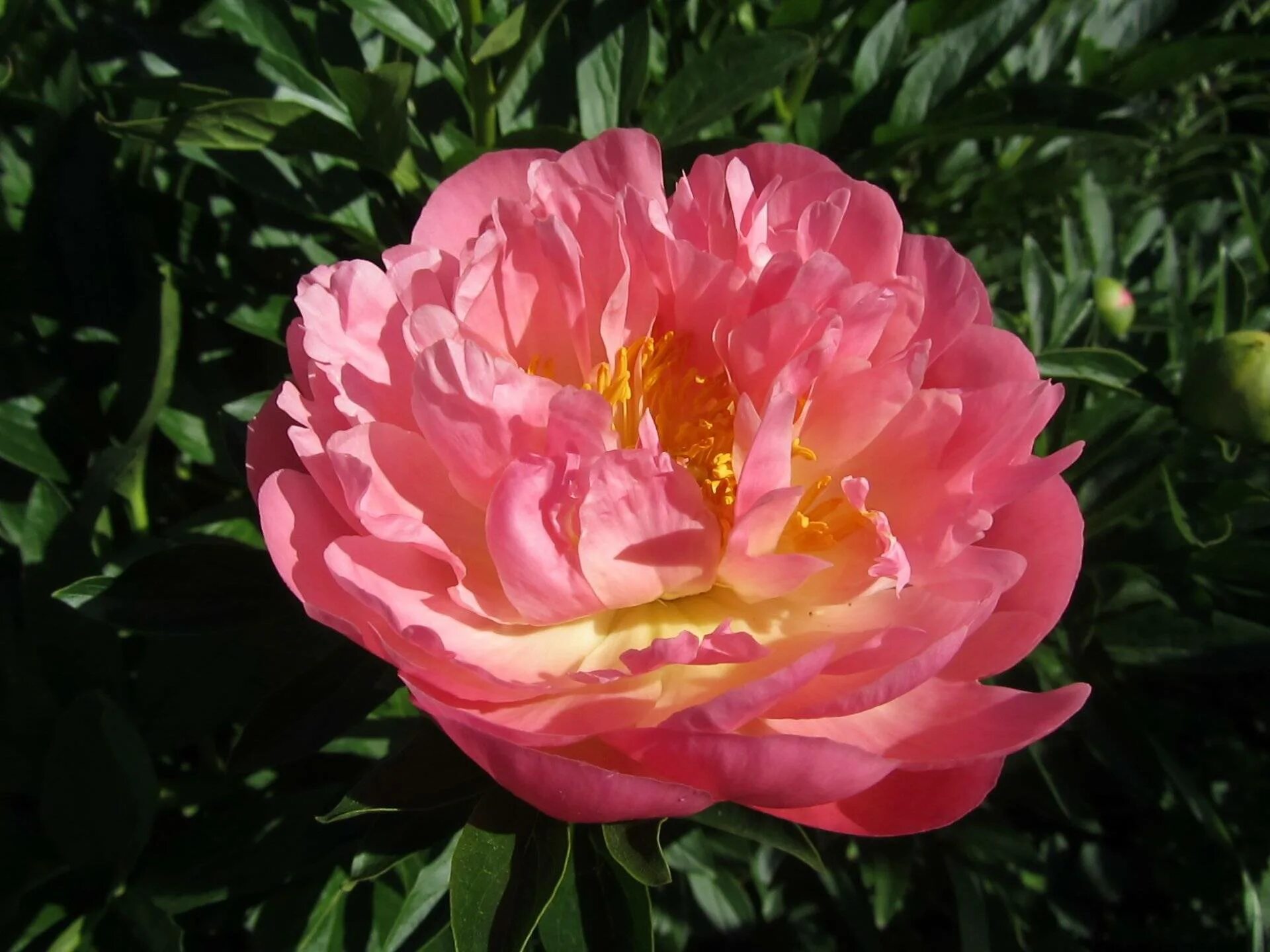 Пион пинк гавайи фото Пион Пинк Хавайан Корал (Paeonia Pink Hawaiian Coral) купить в Новосибирске - Ка