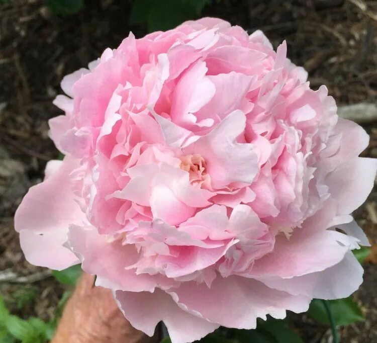Пион пинк парфейт фото и описание Pink Parfait - Pink Herbaceous Peony - Paeonia - Kelways Peonies, Beautiful flow