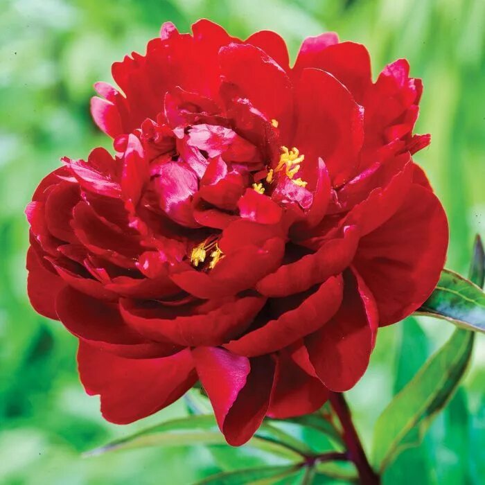 Пион питер бранд фото Paeonia 'Peter Brand'
