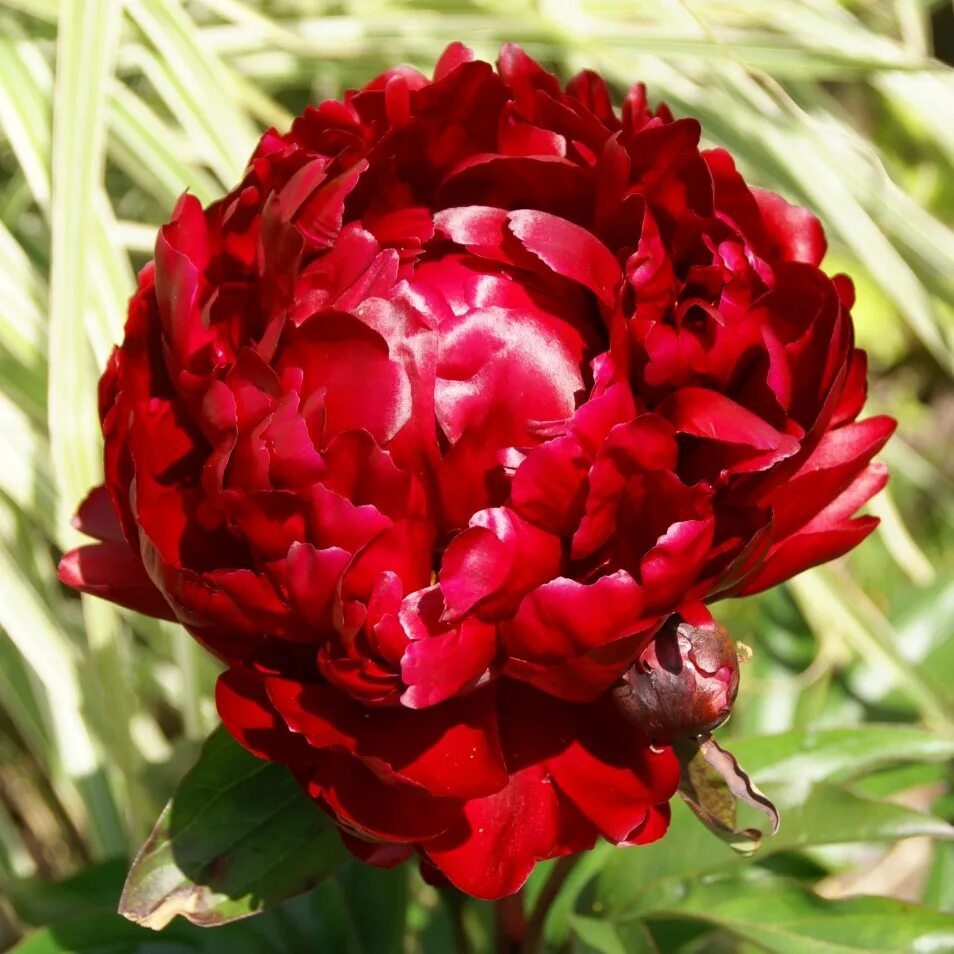 Пион питер брандт фото и описание Paeonia lactiflora 'Peter Brand' Piwonia chińska