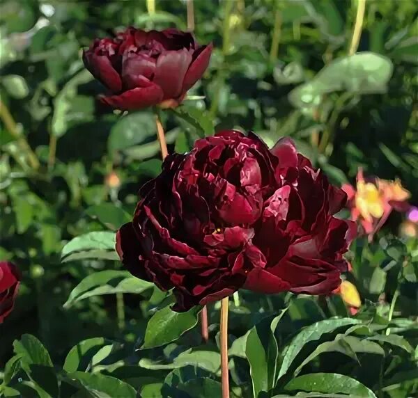 Пион питер брандт фото и описание Paeonia Peter Brand, пион Петер Бранд . - Хризантемы, астры, колеусы, мята и мно