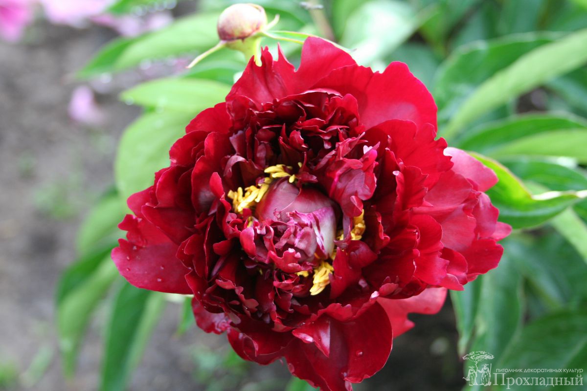 Пион питер брандт фото и описание Пион: Пион молочноцветковый 'Peter Brand' Paeonia lactiflora 'Peter Brand' Питом
