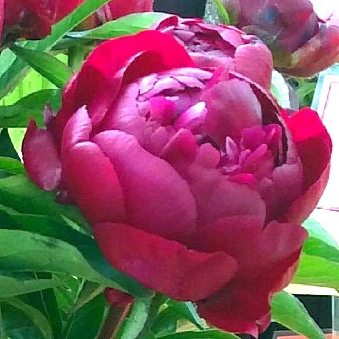 Пион питер бренд фото Пион Питер Бренд - Paeonia Peter Brand