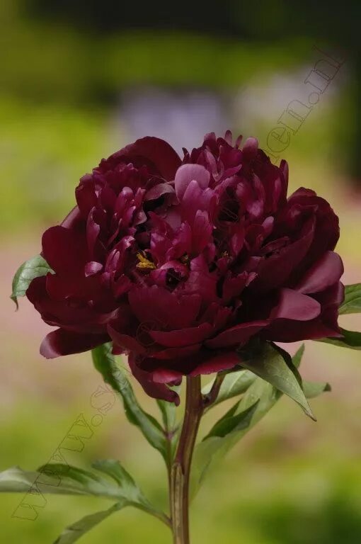 Пион питер бренд фото "Peter Brand" Peony! Peonies garden, Planting flowers, Peonies