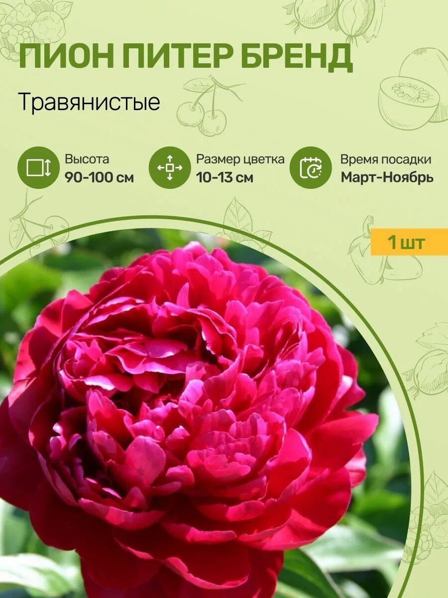 Пион питер бренд фото Пионы Саженцы Посадика 132129848 купить за 883 ₽ в интернет-магазине Wildberries