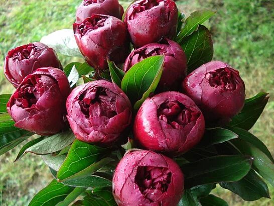 Пион питер бренд фото и описание Купить Пион Молочноцветковый Peter Brand - Пион - GardenPlants