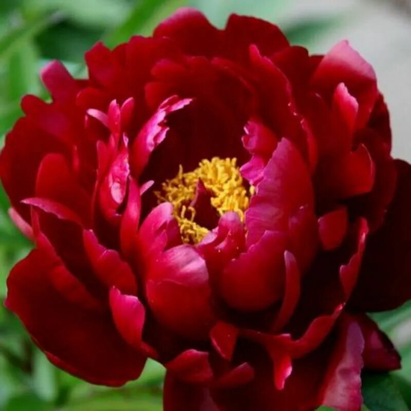 Пион питер бренд фото и описание сорта LeFlower Корни - купить с доставкой по выгодным ценам в интернет-магазине OZON (