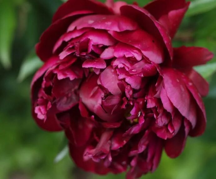 Пион питер бренд фото и описание сорта Peter Brand Peony Peonies garden, Peonies, Wedding flowers