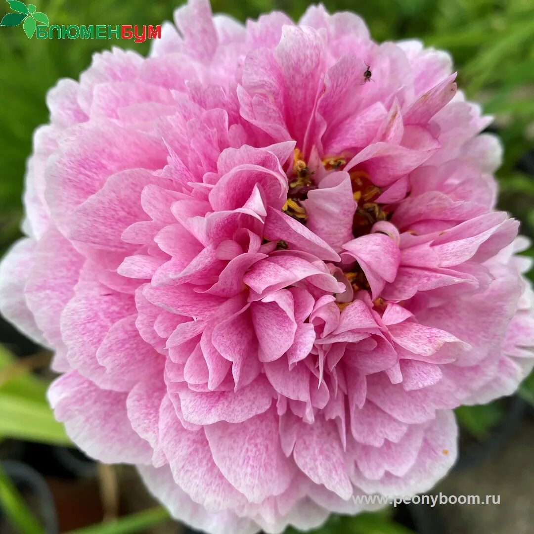 Пион питертье фринд фото Пион Питертье Вриенд Вагенаар - Paeonia Pietertje Vriend Vagenaar