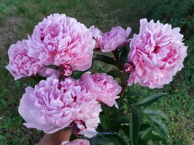 Пион питертье фринд фото и описание Пион PIETERTJE VRIEND - Florasad