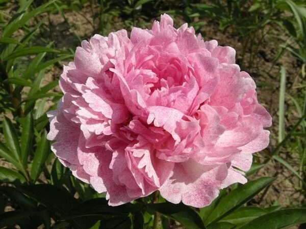 Пион питертье фринд фото и описание Pietertje Vriend Wagenaar Pfingstrosen, Rosen, Pfingsten