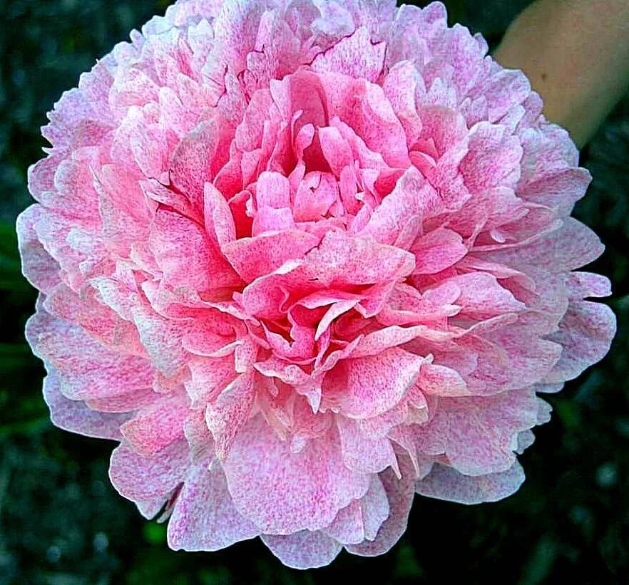 Пион питертье фринд фото и описание Купить Пион травянистый Pietertje Vriend Wagenaar - Пион - GardenPlants