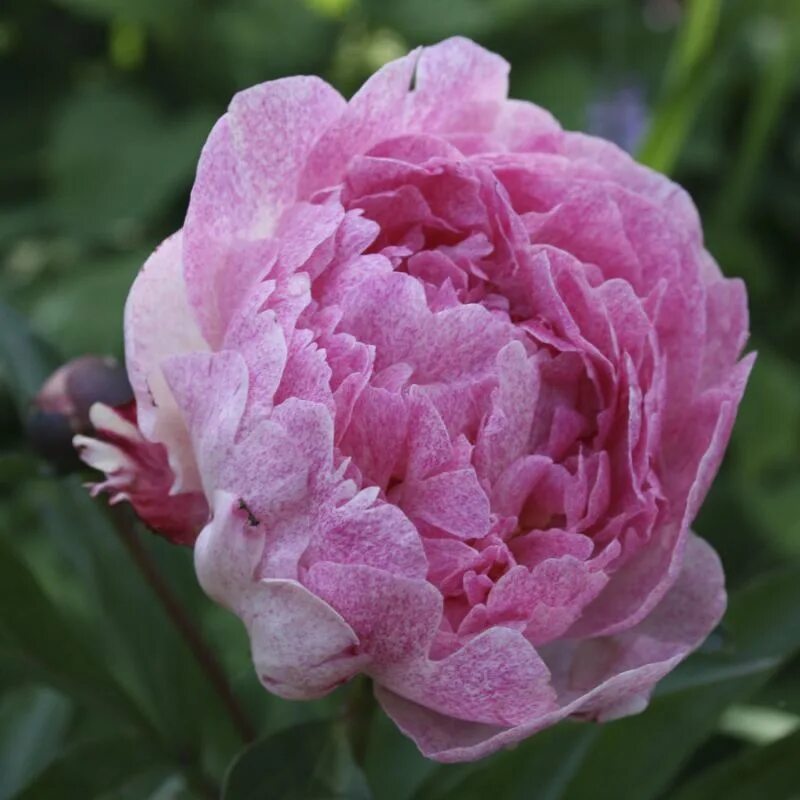 Пион питертье фринд фото и описание Пион Питертье Фринд (Paeonia Pietertje Vriend Wagenaar)