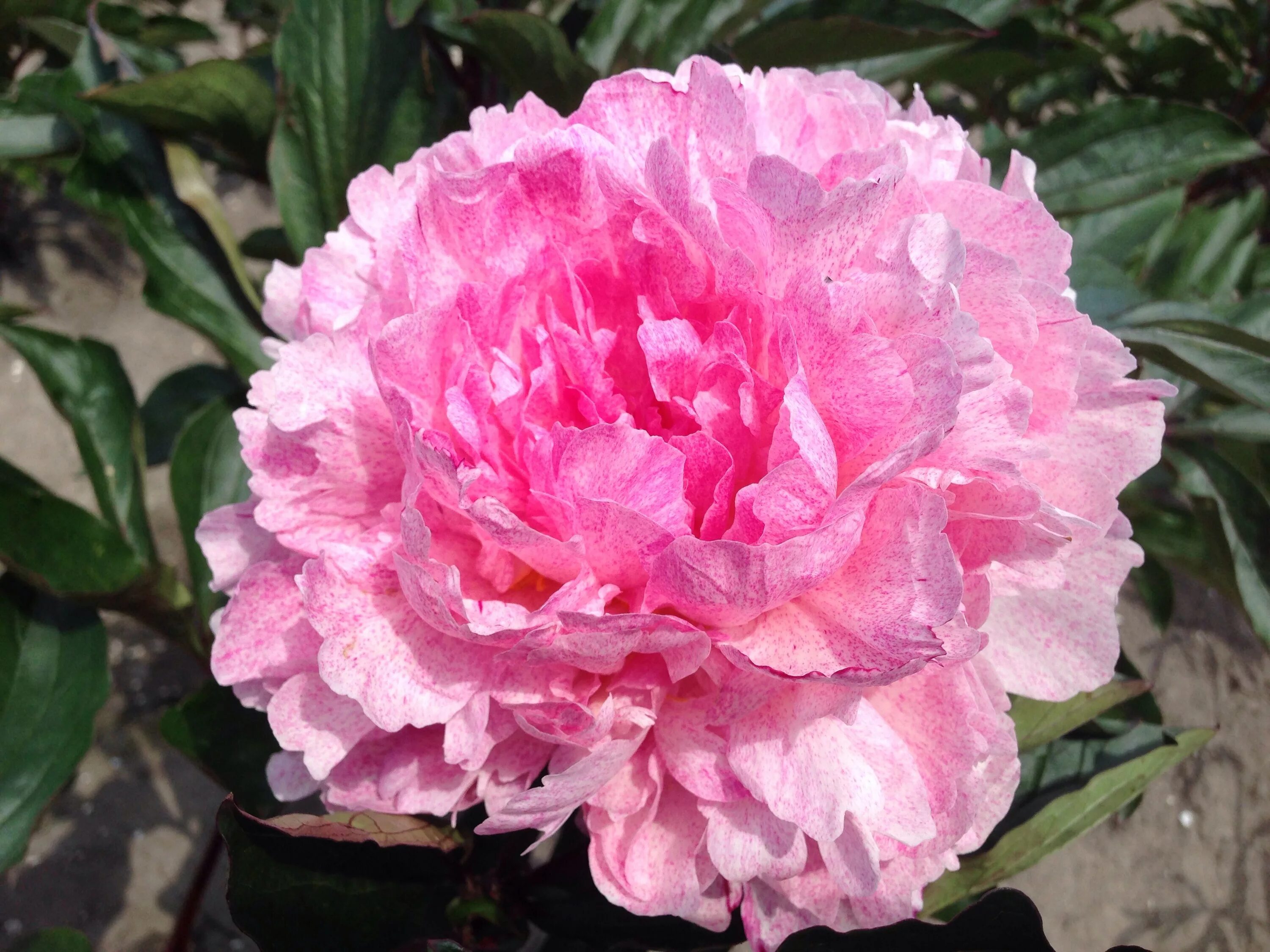 Пион питертье фринд фото и описание отзывы Peonía 'Pietertje Vriend Wagenaar' - Holanda Peonies for sale, Buy peonies, Peon