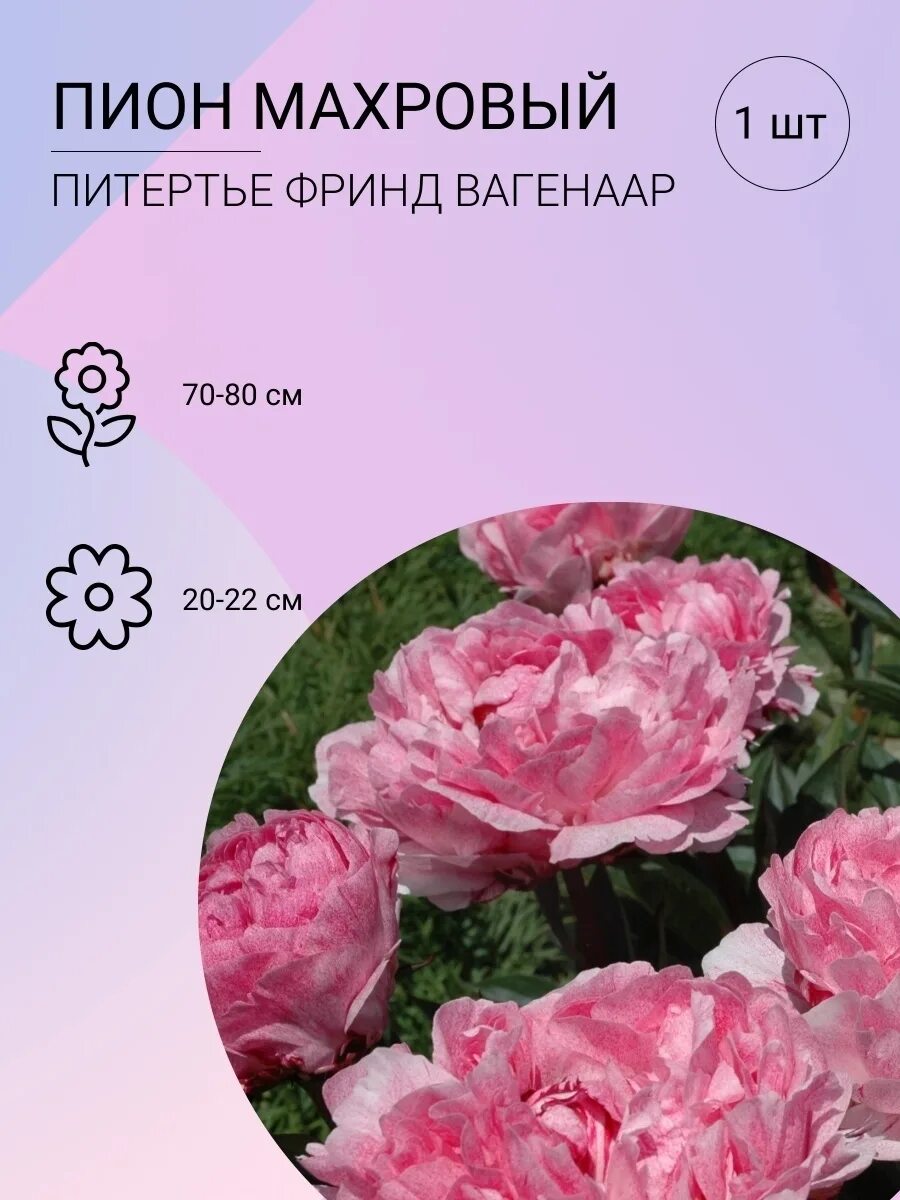 Пион питертье фринд фото и описание отзывы Пион Питертье Фринд Вагенаар саженец/корень 1 шт. Луковичка 53788098 купить в ин