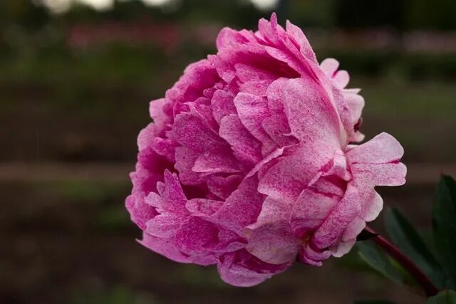 Пион питертье фринд фото и описание отзывы Pietertje Vriend Wagenaar spreckled pink peony in 2024 Peony farm, Peonies, Bare
