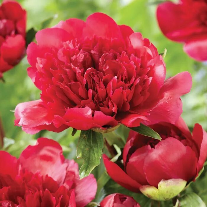 Пион победа фото Many Happy Returns Peony 3 Gardening Peonies garden, Peonies, Flowers