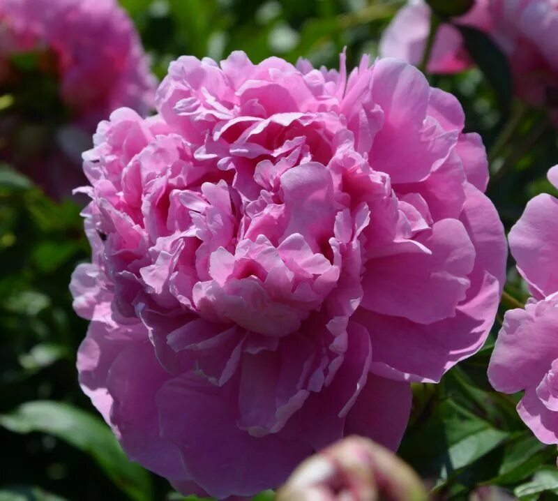 Пион поль баньян фото и описание Paeonia 'Paul Bunyan' Dragon garden, Flowers, Peonies