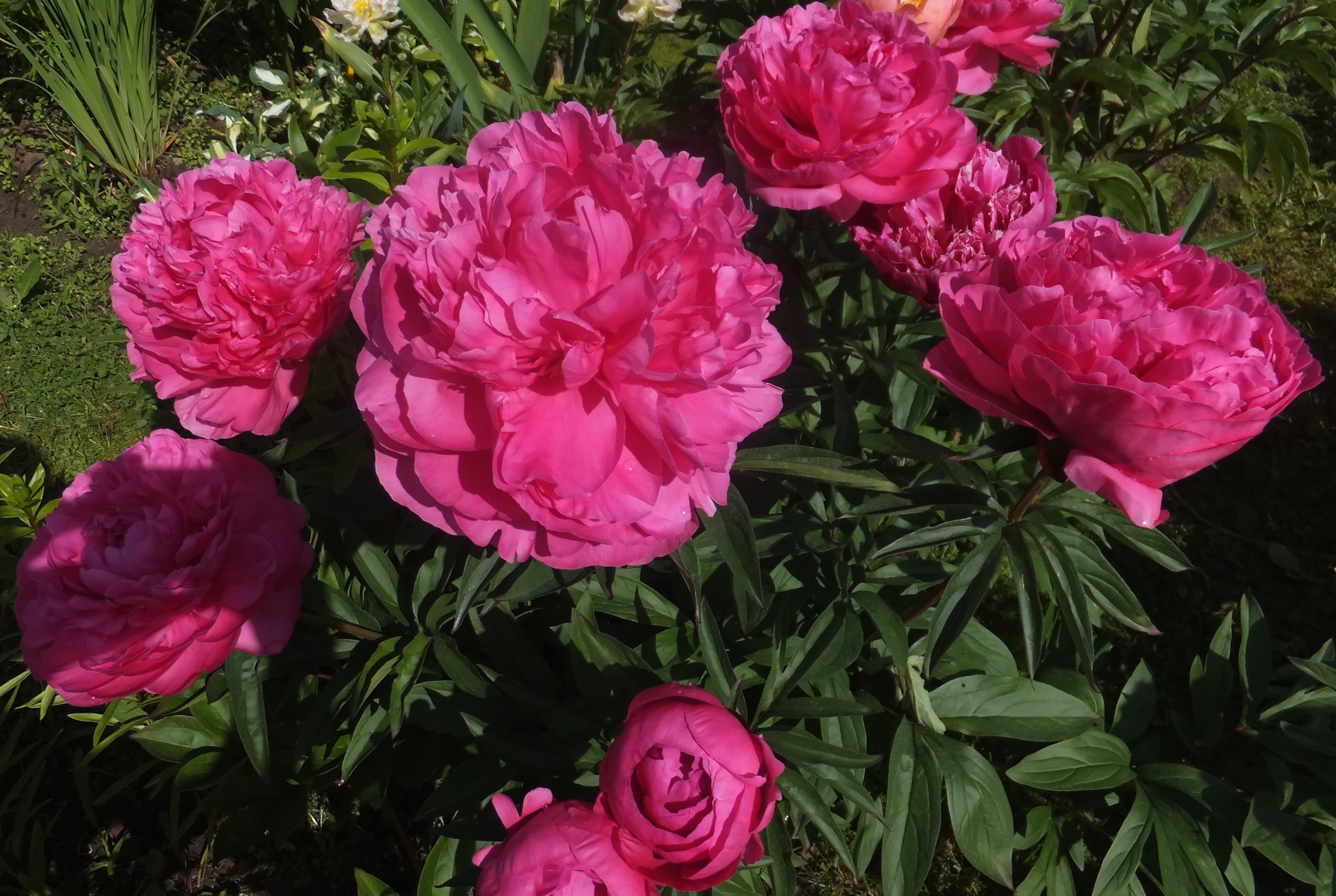Пион поль баньян фото и описание Paul bunyan peony - Peony Paul Bunyan at peony nursery Peonyshop.com georgiangas