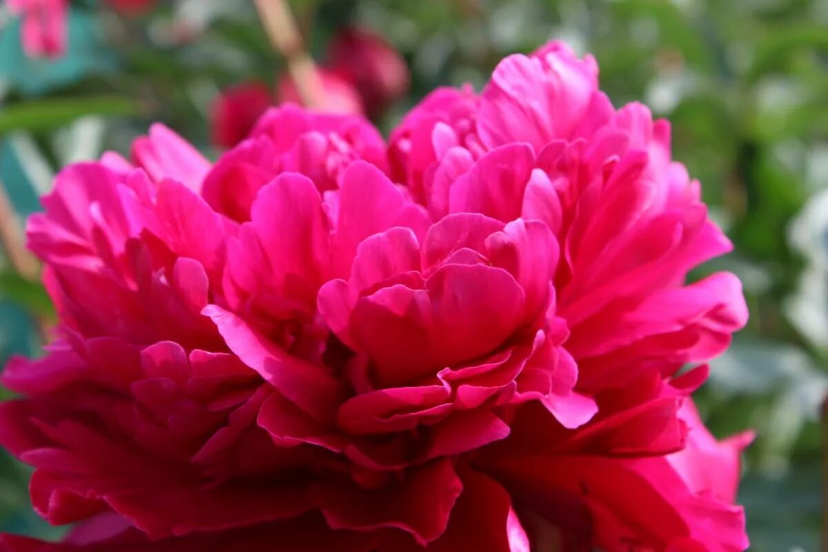Пион пол м уайлд фото Paeonia Paul M Wild Verschoor Horticulture