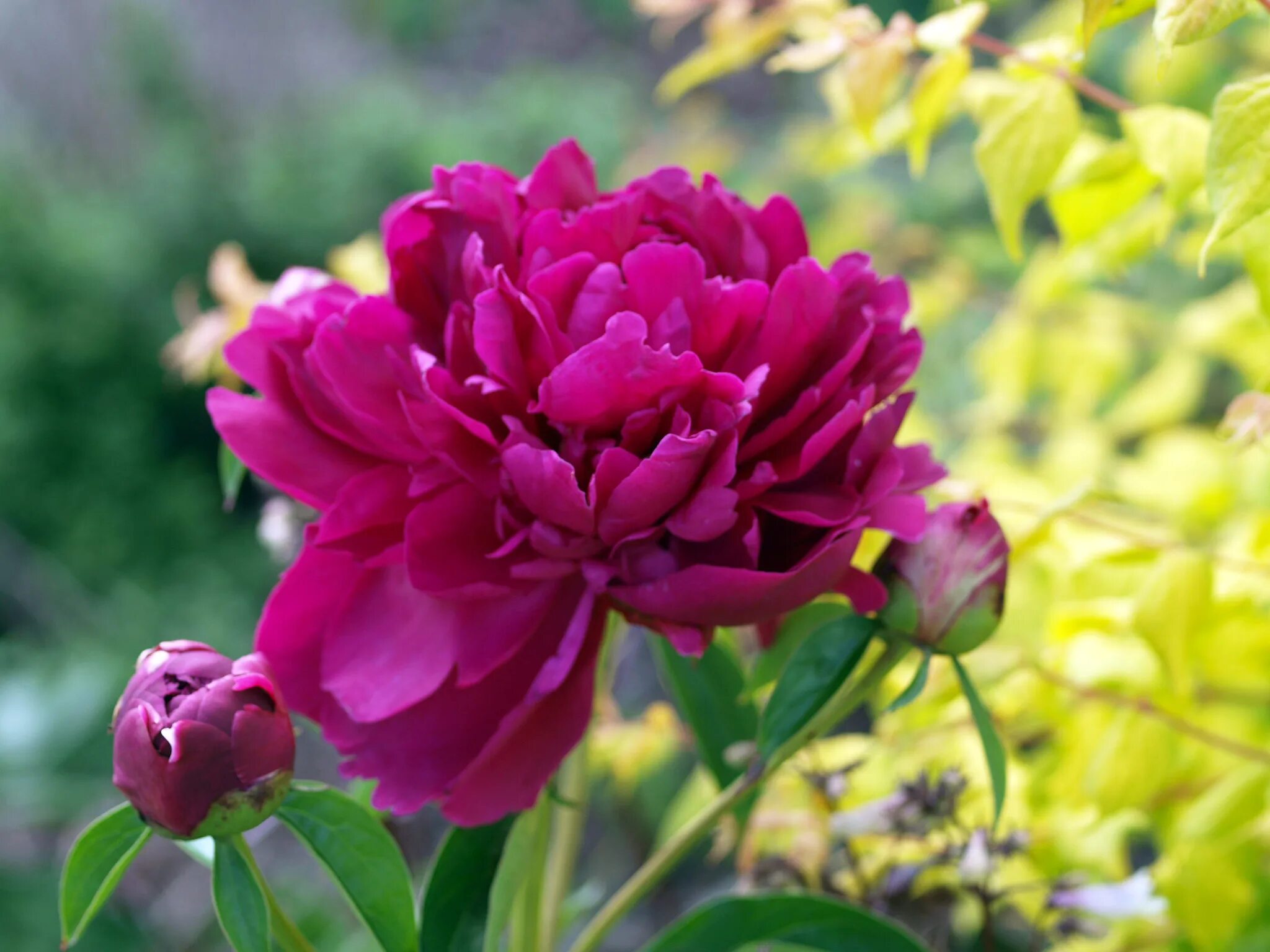 Пион пол м уайлд фото Пион Пол М.Уайлд Peony Paul M. Wild - купить многолетники с доставкой по Украине