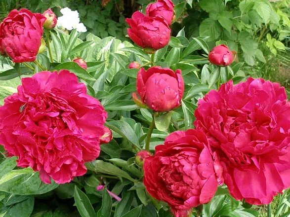 Пион пол м уайлд фото Корень Пион махровый Эденс Парфюм 1шт - Хомяк
