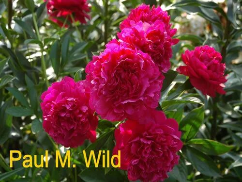 Пион пол м уайлд фото Пион Paul M Wild, 3-5 eye