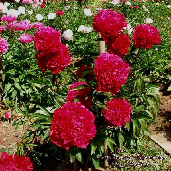 Пион поль уайльд фото Пион Paul M. Wild rozovodik Пионы, Цветение, Куст