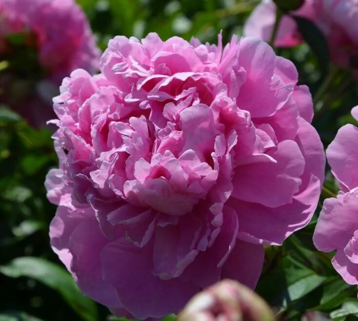 Пион поль уайльд фото Paeonia 'Paul Bunyan' Dragon garden, Peonies, Flowers
