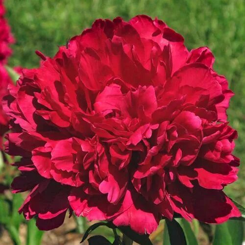 Пион поль уайльд фото D. M. Red. No seedling No. nor parentage given. This is one of the best reds tha