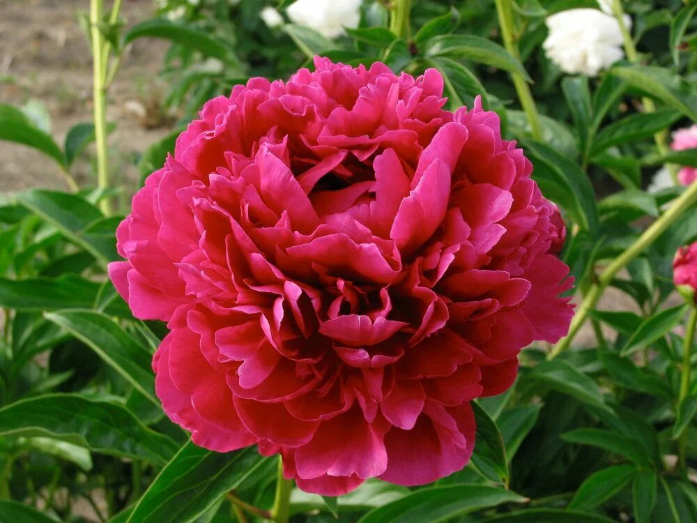 Пион поль уайльд фото Купить Пион Молочноцветковый Paul M. Wild - Пион - GardenPlants