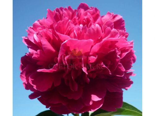 Пион поль уайльд фото Paeonia Paul M Wild. КФХ
