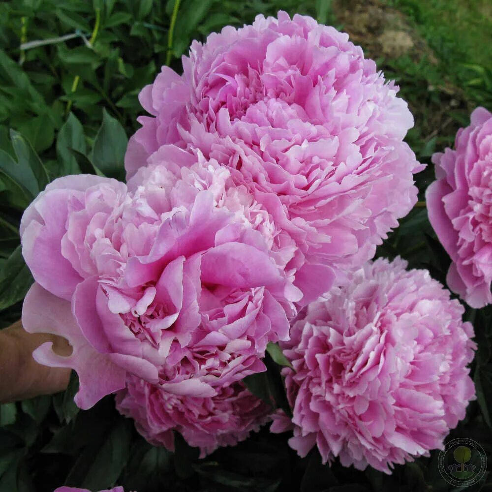 Пион полонез фото и описание Пион Полонез (Paeonia Polonez) купить в Москве по низкой цене из питомника, дост