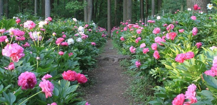 Пион посадка фото Peony Garden Planning Peonies garden, Low maintenance plants, Low maintenance ga