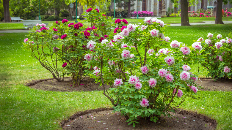 Пион посадка фото 10 Flowering Trees To Plant Peonies Under For A Gorgeous Garden Look, According 
