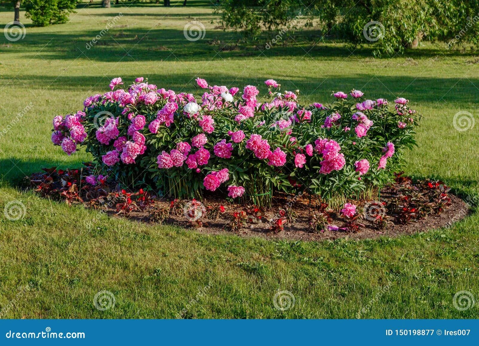 Пион посадка фото Соседство пионов с другими цветами (фото) - diymaven.ru