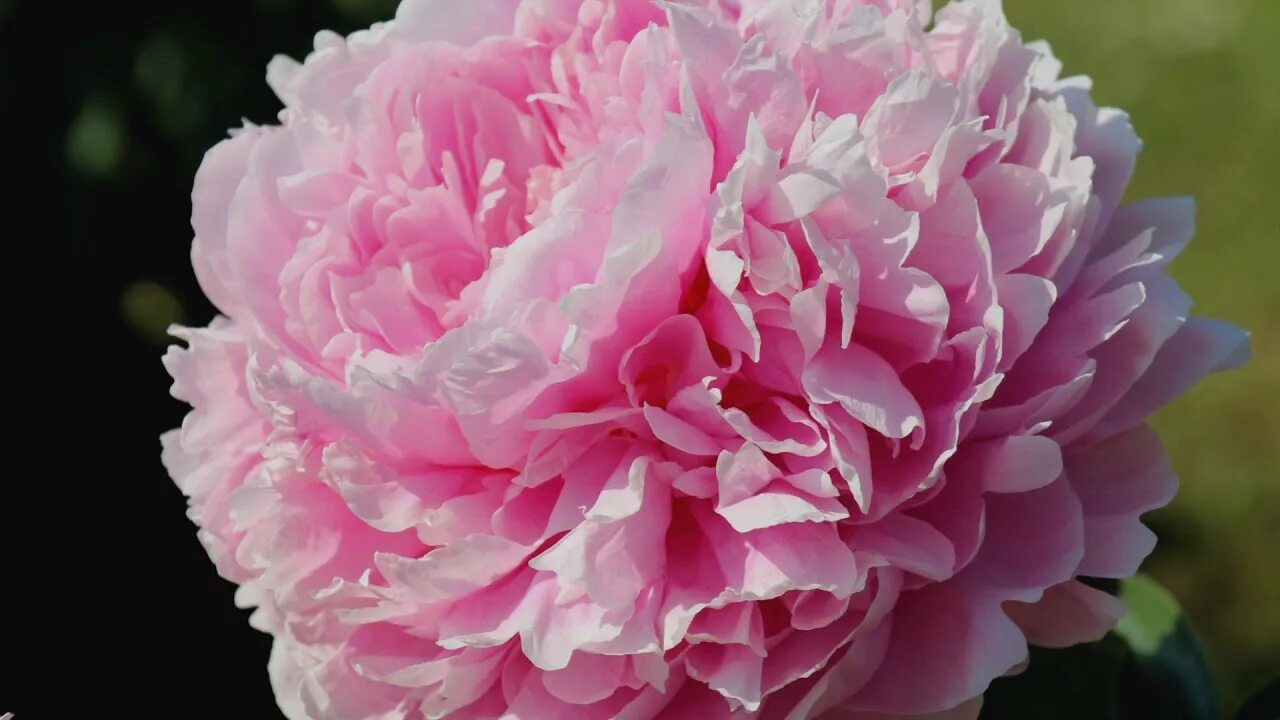 Пион премьера фото Peony Ensign Moriarty / Пион Энсин Мориарти - YouTube