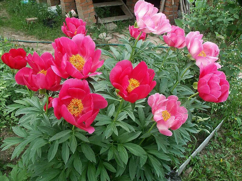 Пион премьера фото Пион Скарбница Фото - New-Freepik.Ru