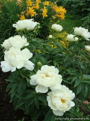 Пион прери мун фото Prairie Moon Flower painting, Peonies garden, Flowers