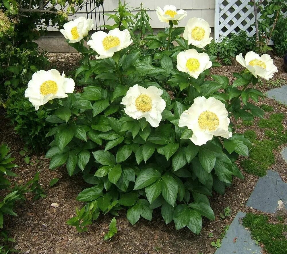 Пион прери мун фото Plant database entry for Peony (Paeonia 'Prairie Moon') with 20 images and 25 da