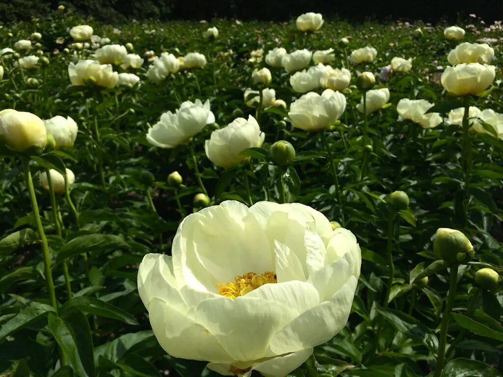 Пион прери мун фото Пион - Paeonia 'Prairie Moon' - Отрадушка