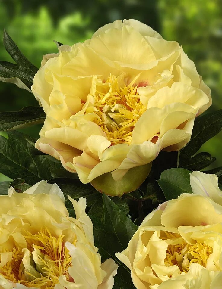 Пион прейри чарм фото Peony Spotlights itoh Prairie Charm (http://www.green-works.nl/en/peony/) Pioenr