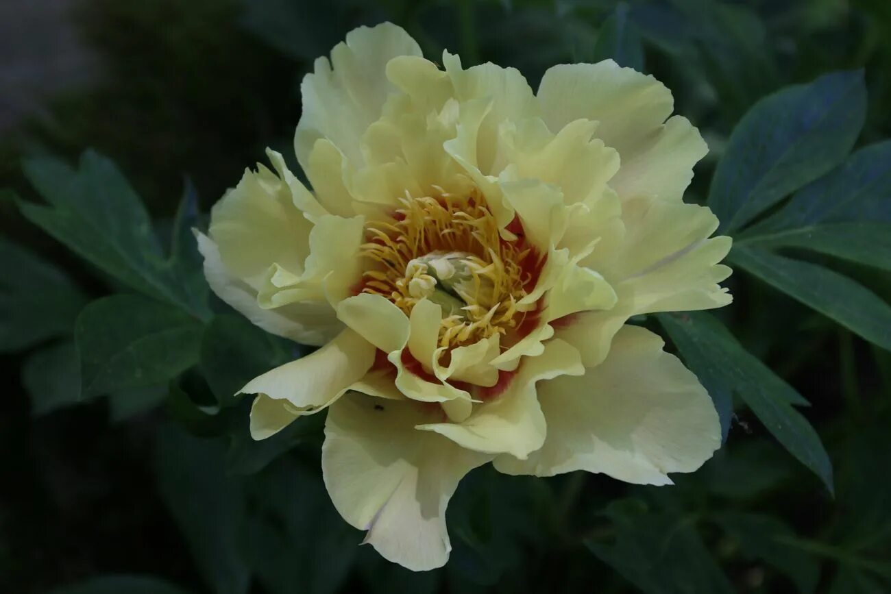 Пион прейри чарм фото Paeonia Itoh 'Prairie Charm' photo that I took in our garden. Peonías