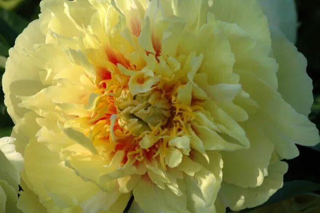 Пион прейри чарм фото Paeonia 'Prairie Charm', Peony 'Prairie Charm', 'Prairie Charm' Peony, Itoh Peon