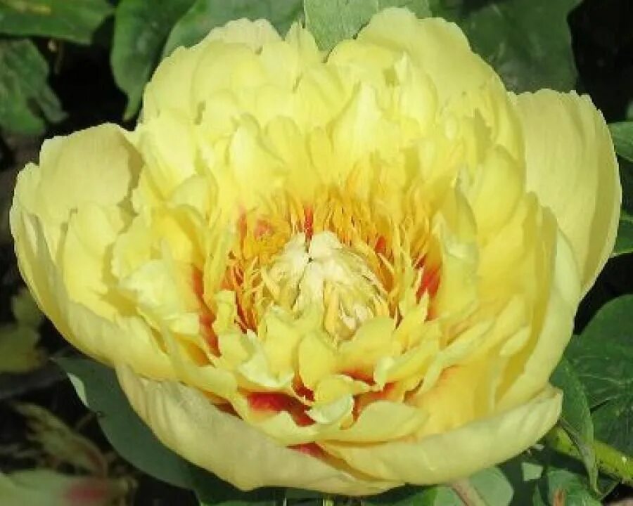 Пион прейри чарм фото Peony Prairie Charm Itoh Hybrid at peony nursery Peonyshop.com. Ostettu Peonysho