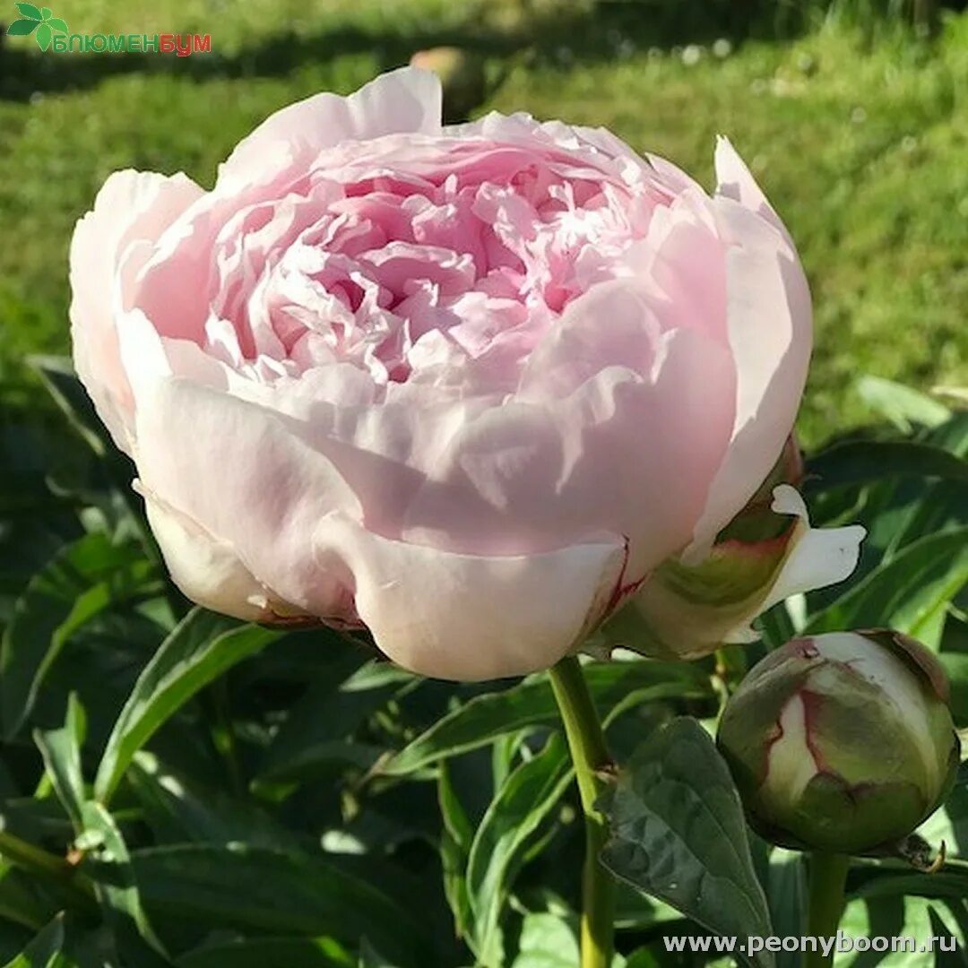 Пион президент вилсон фото и описание Пион Президент Тафт - Paeonia President Taft