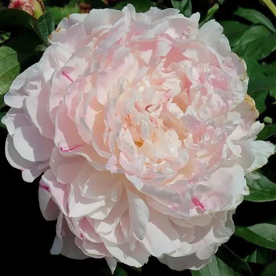 Пион президент вилсон фото и описание Hollingsworth Peonies - Marilla Beauty Peonies, Peonies and hydrangeas, Beautifu